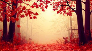 秋日红枫迷雾森林美景