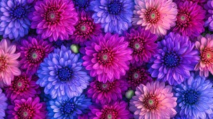 缤纷多彩菊花花卉图案