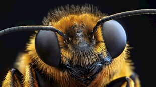 微距下的蜜蜂特写