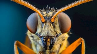 微距下的昆虫头部特写