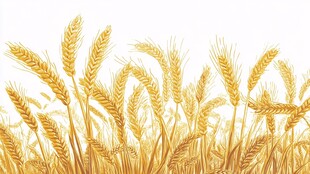 金黄麦穗 展现丰收之美