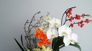 多彩兰花插花艺术展示