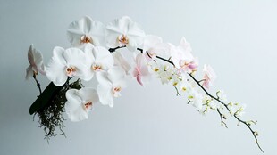 优雅白色蝴蝶兰绽放之美