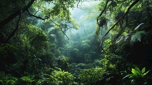 神秘繁茂的原始森林景观