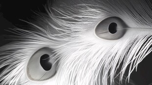 黑白孔雀羽特写