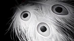 黑白孔雀羽特写