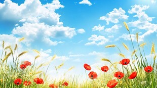 蓝天白云下的花海麦田