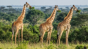 草原上的三只长颈鹿