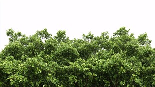 翠绿繁茂的树冠景象