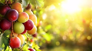 阳光下饱满的多彩葡萄