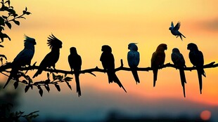 夕阳下枝头的多彩鹦鹉群