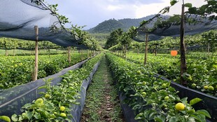 现代化果园种植景观