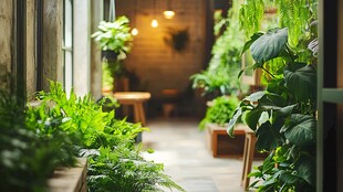 室内绿植营造惬意小空间