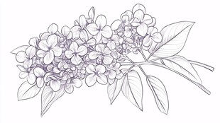 手绘丁香花枝条