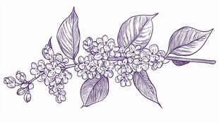 手绘紫调花卉枝叶图