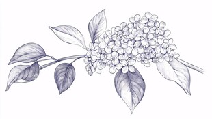 手绘绣球花枝插画