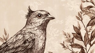 复古风鸟与枝叶插画