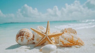 海滩上的海星与贝壳