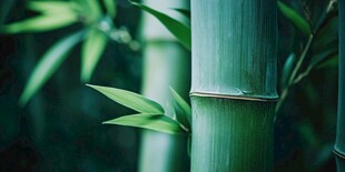 翠绿竹枝 清新自然之景