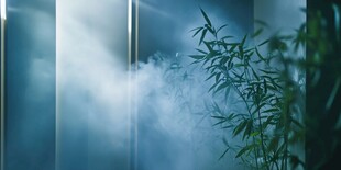 雾中翠竹营造静谧氛围