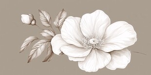 素雅白花朵插画