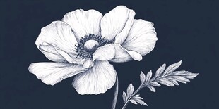 手绘银莲花 线条艺术之美