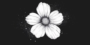 黑白花卉插画 简洁艺术感