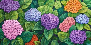 多彩绣球花绽放绿叶间