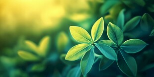 嫩绿叶片沐浴温暖阳光