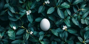 绿叶丛中的白色鸡蛋