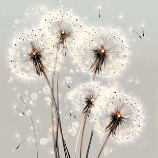 梦幻蒲公英 轻盈飞舞的诗意