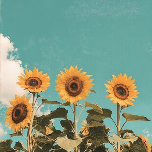 阳光下的向日葵绽放美景