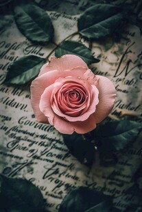 粉色玫瑰置于复古信纸上