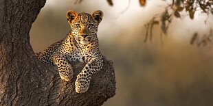 树上休憩的花豹