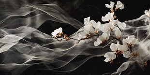 玉兰花在烟雾中优雅绽放