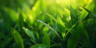阳光下的翠绿新叶