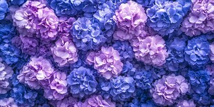 梦幻紫蓝绣球花墙