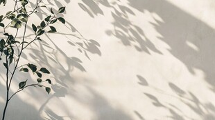 枝叶映墙 光影诗意画面