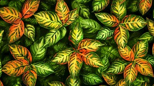 多彩斑斓的植物叶片图案