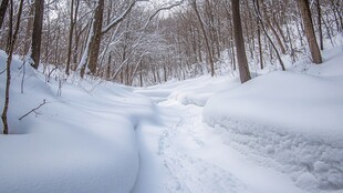雪覆林间小径 冬日静谧景