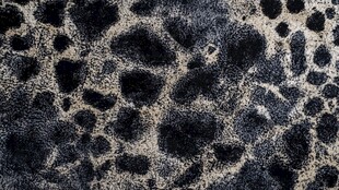 豹纹纹理毛绒面料特写