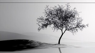 孤独之树的黑白意境