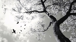 孤枝飞鸟 天空黑白景致