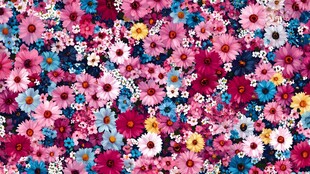 缤纷花海 多彩花卉盛宴