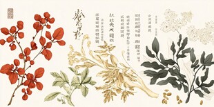 传统中药材插画展示