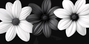 黑白花朵三联图