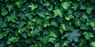 翠绿常春藤叶片背景图