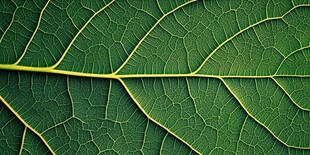 叶脉特写 自然的精细纹理