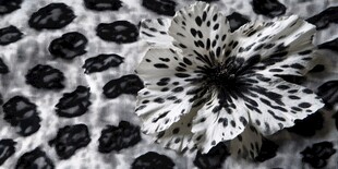 黑白豹纹背景下的斑点花