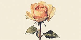 单枝淡黄玫瑰插画特写
